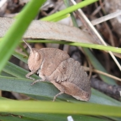 Goniaea australasiae (Gumleaf grasshopper) at Kambah, ACT - 25 Sep 2021 by HelenCross