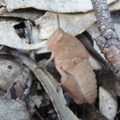 Goniaea australasiae at Kambah, ACT - 25 Sep 2021 01:46 PM