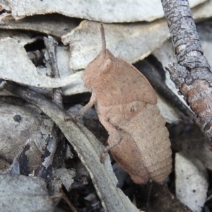 Goniaea australasiae at Kambah, ACT - 25 Sep 2021 01:46 PM