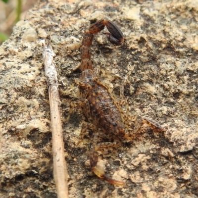 Lychas marmoreus (Little Marbled Scorpion) at Bullen Range - 25 Sep 2021 by HelenCross