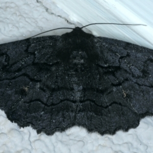 Melanodes anthracitaria at Ainslie, ACT - 23 Sep 2021 09:00 PM