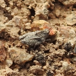 Tetrigidae (family) at Kambah, ACT - 25 Sep 2021 01:56 PM