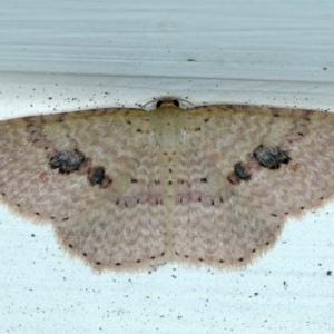 Epicyme rubropunctaria at Ainslie, ACT - 19 Sep 2021