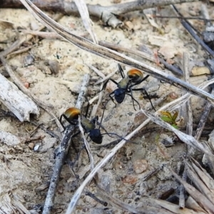 Polyrhachis ammon at Paddys River, ACT - 25 Sep 2021