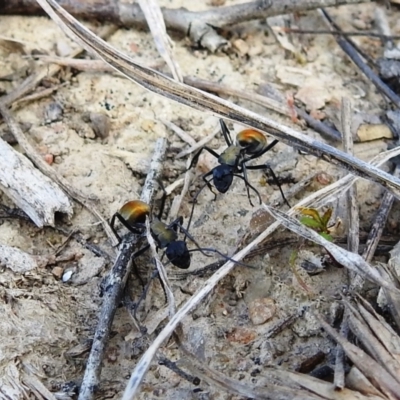 Polyrhachis ammon (Golden-spined Ant, Golden Ant) at Bullen Range - 25 Sep 2021 by HelenCross