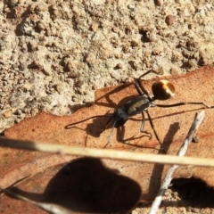 Polyrhachis ammon at Paddys River, ACT - 25 Sep 2021