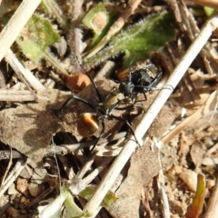 Polyrhachis ammon at Paddys River, ACT - 25 Sep 2021