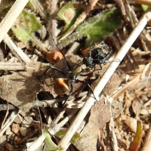 Polyrhachis ammon at Paddys River, ACT - 25 Sep 2021
