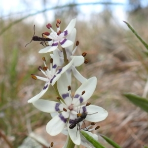 Rhytidoponera sp. (genus) at Kambah, ACT - 25 Sep 2021