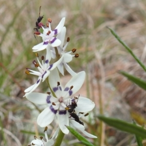 Rhytidoponera sp. (genus) at Kambah, ACT - 25 Sep 2021