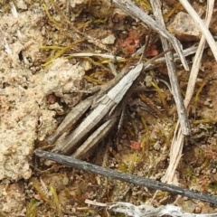 Genus novum 18 sp. 1 (Undescribed) (False Apotropis) at Tuggeranong DC, ACT - 25 Sep 2021 by HelenCross