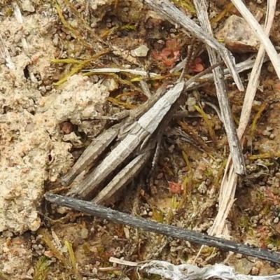 Genus novum 18 sp. 1 (Undescribed) (False Apotropis) at Bullen Range - 25 Sep 2021 by HelenCross