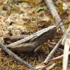 Genus novum 18 sp. 1 (Undescribed) at Tuggeranong DC, ACT - 25 Sep 2021 02:46 PM