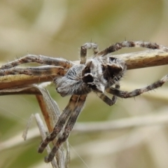 Backobourkia sp. (genus) (An orb weaver) at Tuggeranong DC, ACT - 25 Sep 2021 by HelenCross