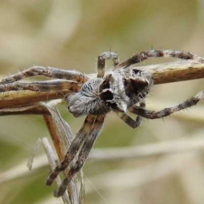 Backobourkia sp. (genus) (An orb weaver) at Tuggeranong DC, ACT - 25 Sep 2021 by HelenCross