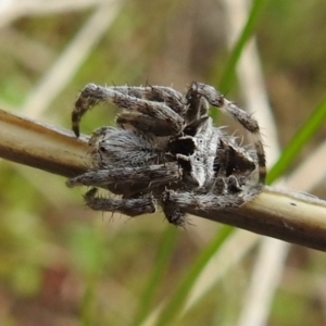 Backobourkia sp. (genus) at Tuggeranong DC, ACT - 25 Sep 2021