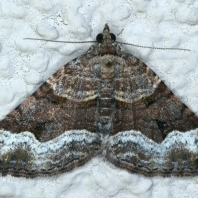 Epyaxa subidaria (Subidaria Moth) at Ainslie, ACT - 19 Sep 2021 by jbromilow50