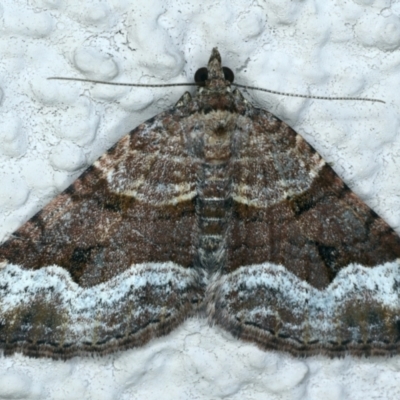 Epyaxa subidaria (Subidaria Moth) at Ainslie, ACT - 19 Sep 2021 by jb2602