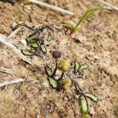 Asterella drummondii (A thallose liverwort) at Bullen Range - 25 Sep 2021 by HelenCross