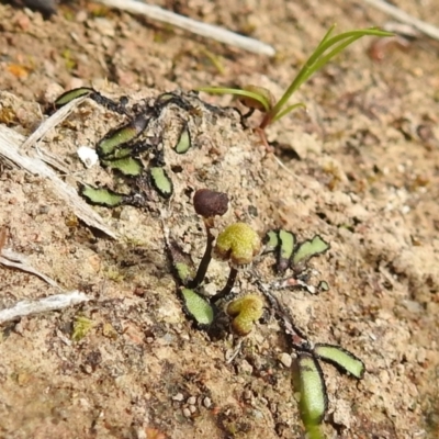 Asterella drummondii (A thallose liverwort) at Bullen Range - 25 Sep 2021 by HelenCross