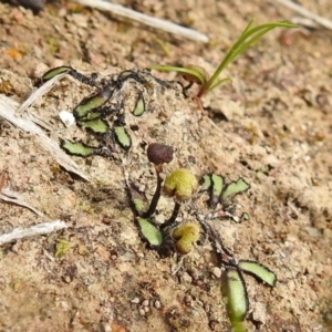 Asterella drummondii at Tuggeranong DC, ACT - 25 Sep 2021