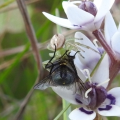 Lehtinelagia prasina at Paddys River, ACT - 25 Sep 2021