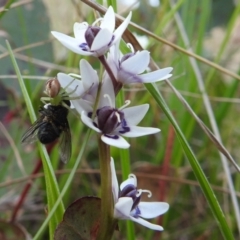 Lehtinelagia prasina at Paddys River, ACT - 25 Sep 2021