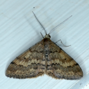 Scopula rubraria at Ainslie, ACT - 23 Sep 2021 11:15 PM