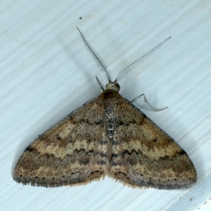Scopula rubraria at Ainslie, ACT - 23 Sep 2021