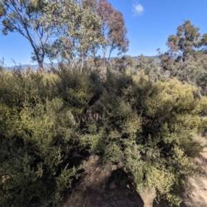 Pomaderris angustifolia at Tuggeranong DC, ACT - 25 Sep 2021