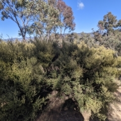 Pomaderris angustifolia (Pomaderris) at Urambi Hills - 24 Sep 2021 by HelenCross