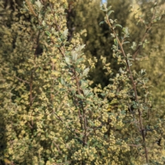 Pomaderris angustifolia at Tuggeranong DC, ACT - 25 Sep 2021