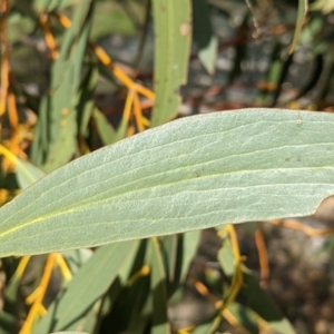 Eucalyptus pauciflora subsp. pauciflora at Urambi Hills - 25 Sep 2021