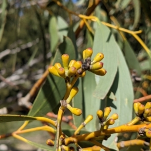 Eucalyptus pauciflora subsp. pauciflora at Urambi Hills - 25 Sep 2021