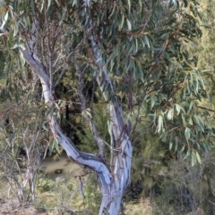 Eucalyptus pauciflora subsp. pauciflora at Greenway, ACT - 25 Sep 2021
