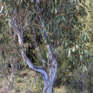 Eucalyptus pauciflora subsp. pauciflora at Urambi Hills - 25 Sep 2021