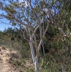 Eucalyptus pauciflora subsp. pauciflora at Urambi Hills - 25 Sep 2021