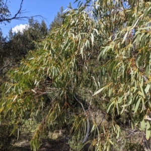 Eucalyptus pauciflora subsp. pauciflora at Urambi Hills - 25 Sep 2021