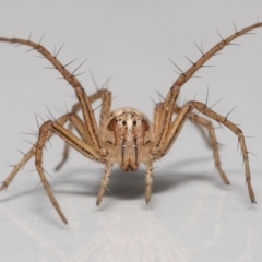 Oxyopes (genus) (Lynx spider) at Evatt, ACT - 24 Sep 2021 by TimL