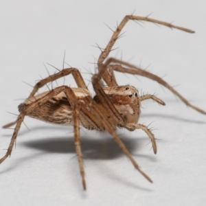 Oxyopes sp. (genus) at Evatt, ACT - 24 Sep 2021 02:23 PM