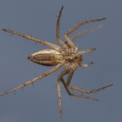 Oxyopes sp. (genus) at Evatt, ACT - 24 Sep 2021 02:23 PM