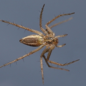 Oxyopes sp. (genus) at Evatt, ACT - 24 Sep 2021