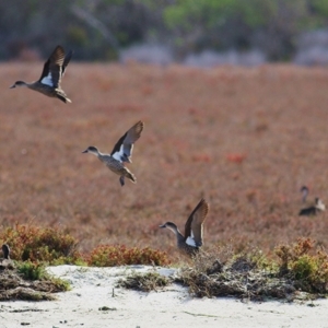 Anas gracilis at Nyerimilang, VIC - 13 Sep 2019 01:46 PM