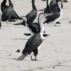 Phalacrocorax varius at Nyerimilang, VIC - 13 Sep 2019 01:50 PM