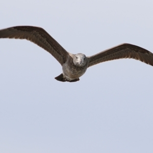 Larus pacificus at Lakes Entrance, VIC - 13 Sep 2019 12:40 PM