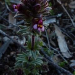 Parentucellia latifolia (Red Bartsia) at Boro, NSW - 23 Sep 2021 by Paul4K