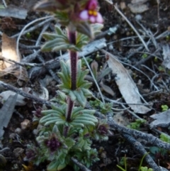 Parentucellia latifolia at suppressed - 23 Sep 2021