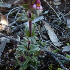 Parentucellia latifolia at Boro, NSW - suppressed