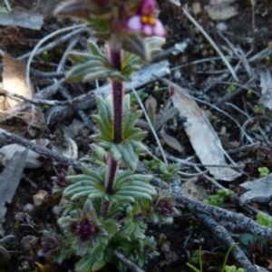 Parentucellia latifolia at Boro, NSW - suppressed