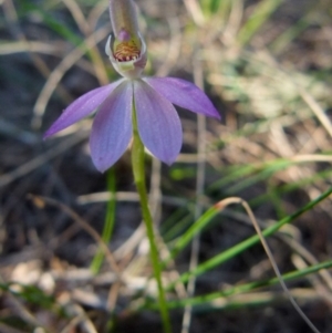 Caladenia carnea at Boro, NSW - 24 Sep 2021